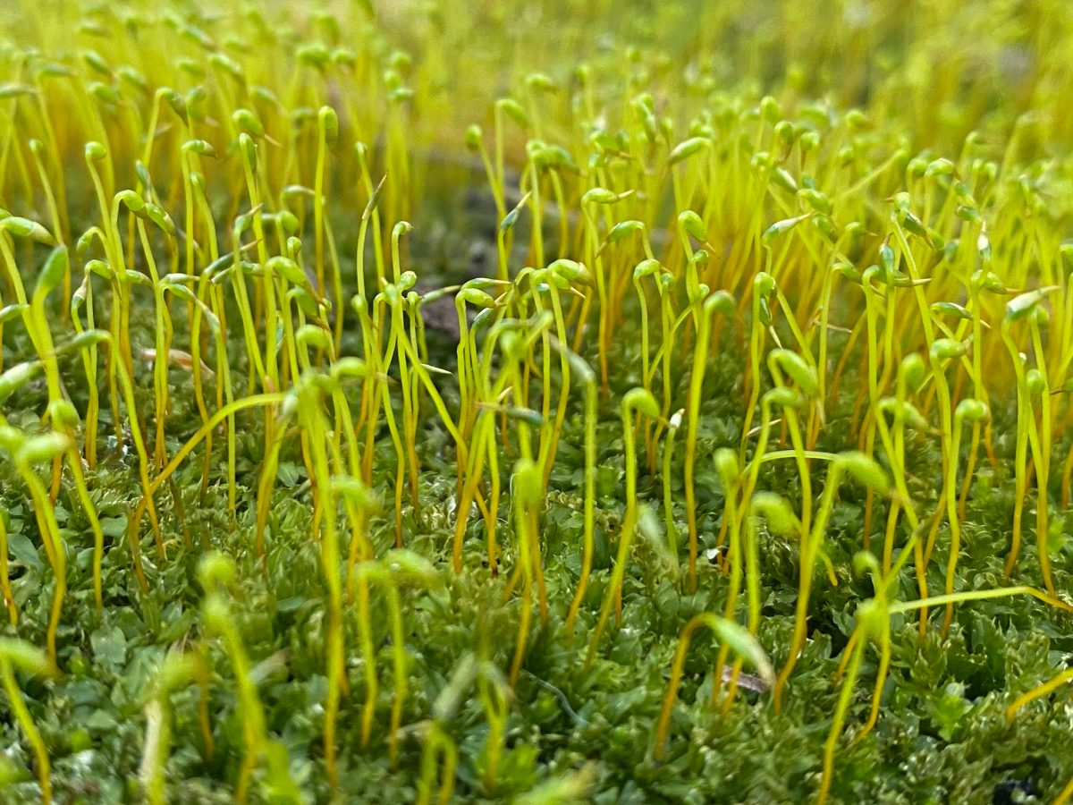 Little green sprouts emerging from a bed of moss in early spring